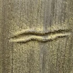 Salainen merkki kasvoilla Kuinka laskos nenässä paljastaa piilevän reaktion siitepölyyn salainen-merkki-kasvoilla-kuinka-laskos-nenassa-paljastaa-piilevan-reaktion-siitepolyyn.webp.webp